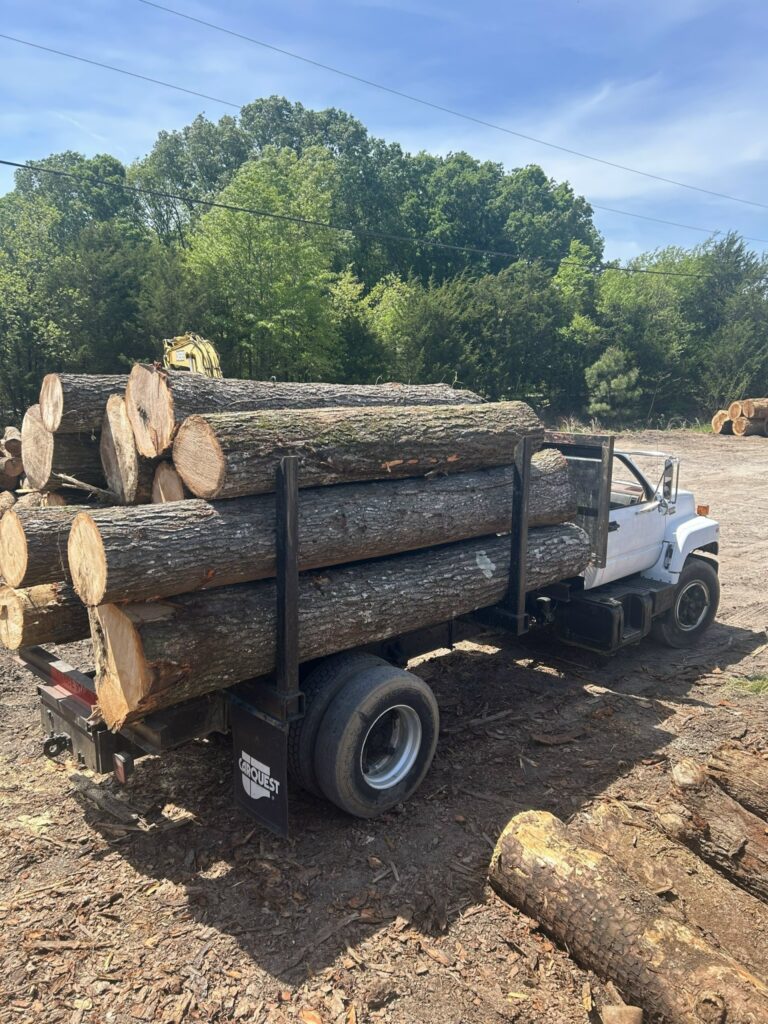 Bán gỗ nguyên cây: Cung Cấp Gỗ Thông Tròn Nhập Khẩu 41 Bán gỗ nguyên cây