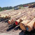 Cung cấp nguyên liệu gỗ cho nhà sản xuất nội thất 
