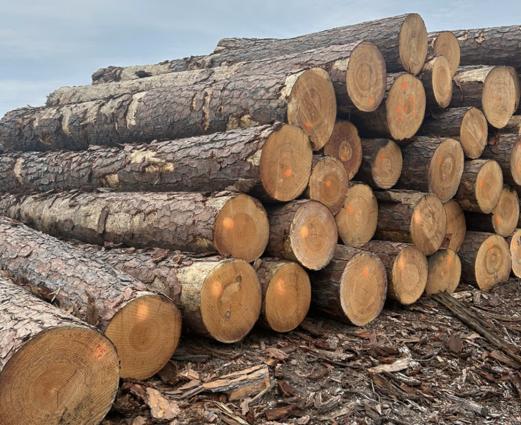 Bán gỗ nguyên cây: Cung Cấp Gỗ Thông Tròn Nhập Khẩu 24 Bán gỗ nguyên cây