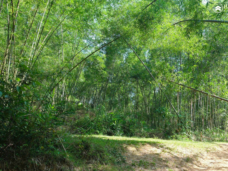 gia dụng tre