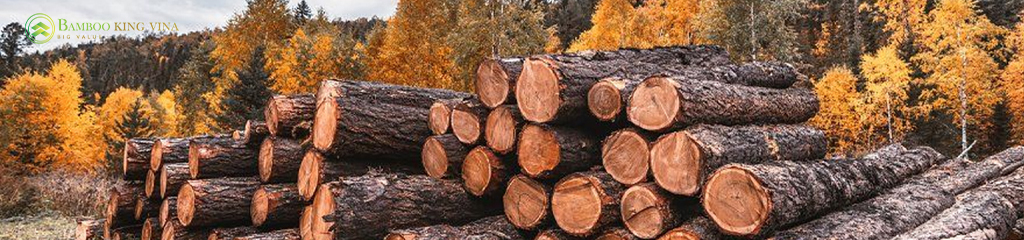 Gỗ Tròn Nhập Khẩu