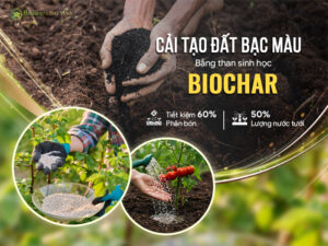 Cải Tạo Đất Bạc Màu Bằng Than Sinh Học Biochar Tiết Kiệm 60% Phân Bón Và 50% Lượng Nước Tưới