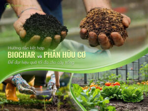 Hướng Dẫn Kết Hợp Biochar Với Phân Bón Hữu Cơ Để Đạt Hiệu Quả Tối Đa Cho Cây Trồng