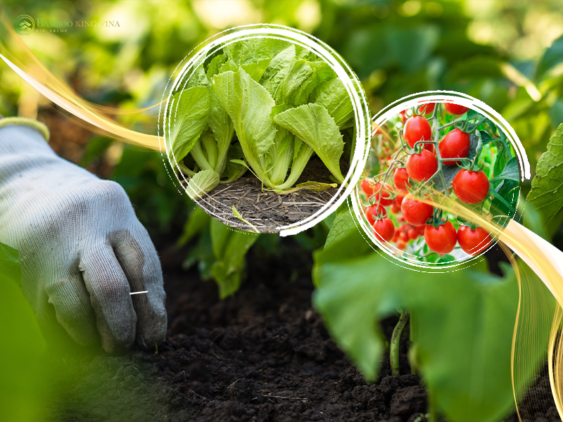 biochar Tăng năng suất cây trồng 
