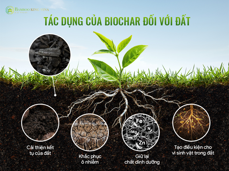Than Sinh Học Biochar Là Gì? Cơ Chế "Vàng Đen" Hồi Sinh Đất Bạc Màu Bền Vững 10 Tác dụng của Biochar đối với đất